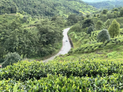 云南做活茶财产 联农带农促增收